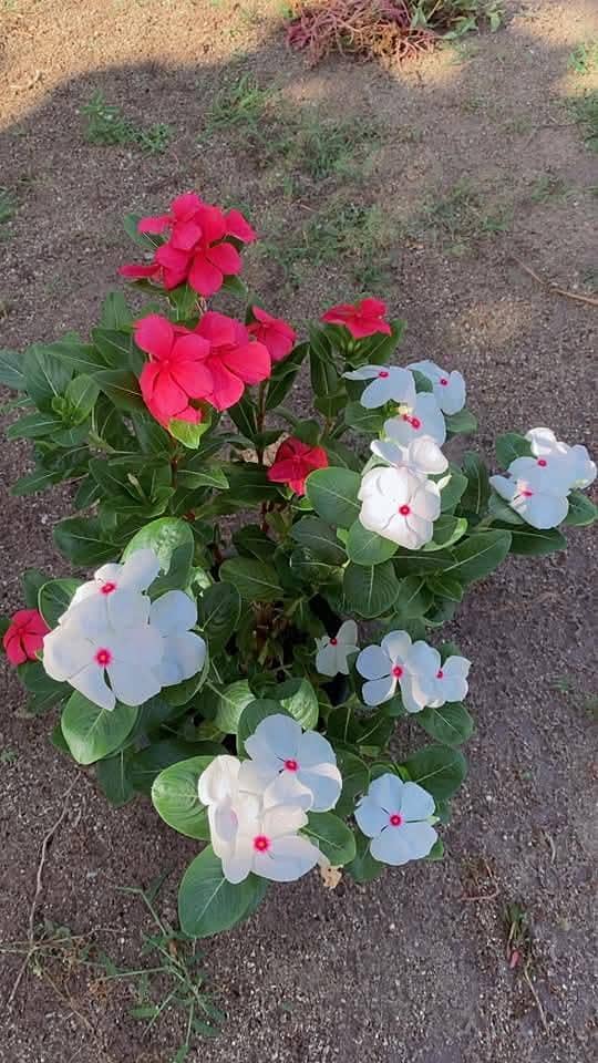 vinca 3