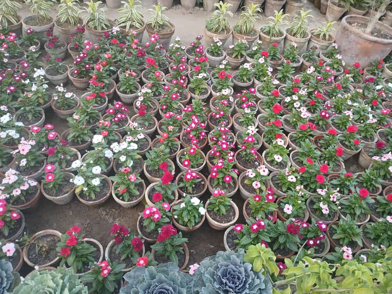 vinca 4