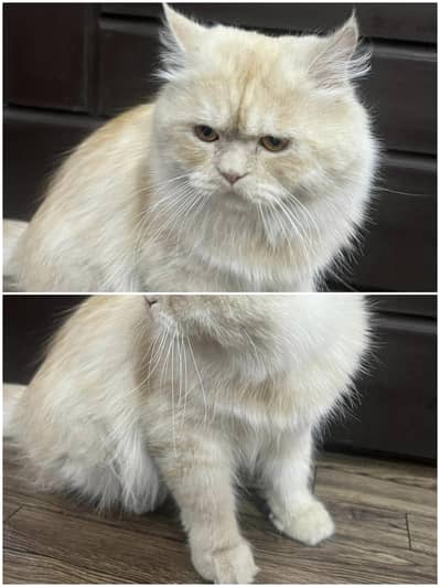 Male Cat
