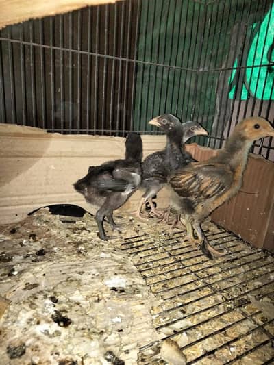 27 days chick aseel  pair and one Golden and black buff chick