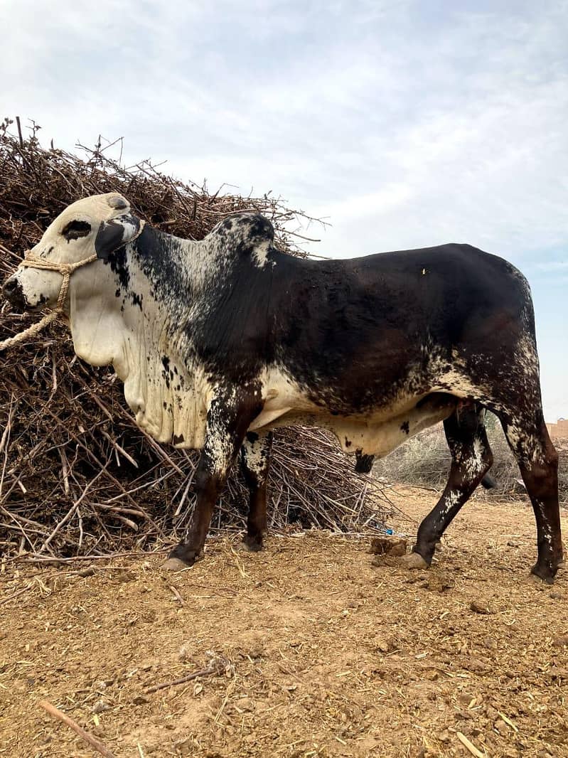 03416656136 ماشاءاللہ! خالص چولستانی قربانی کے بیل — دیسی خوراک، 1