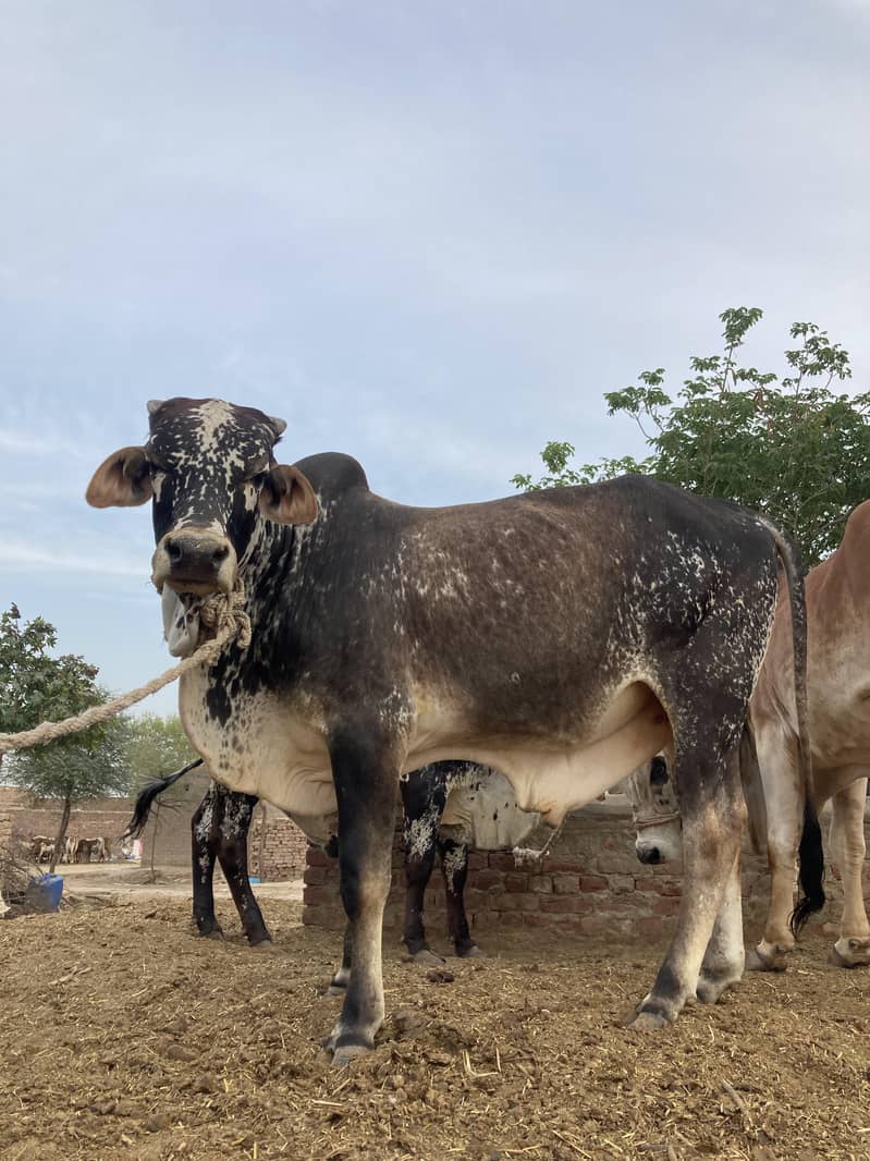 03416656136 ماشاءاللہ! خالص چولستانی قربانی کے بیل — دیسی خوراک، 5