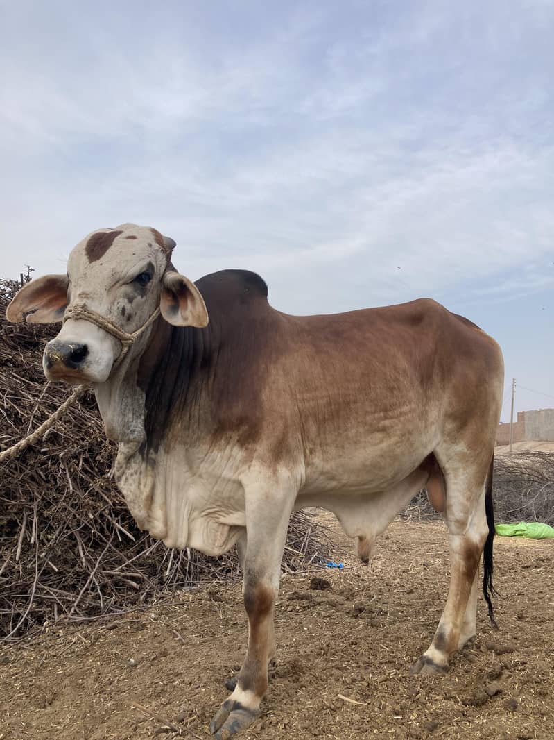 03416656136 ماشاءاللہ! خالص چولستانی قربانی کے بیل — دیسی خوراک، 8