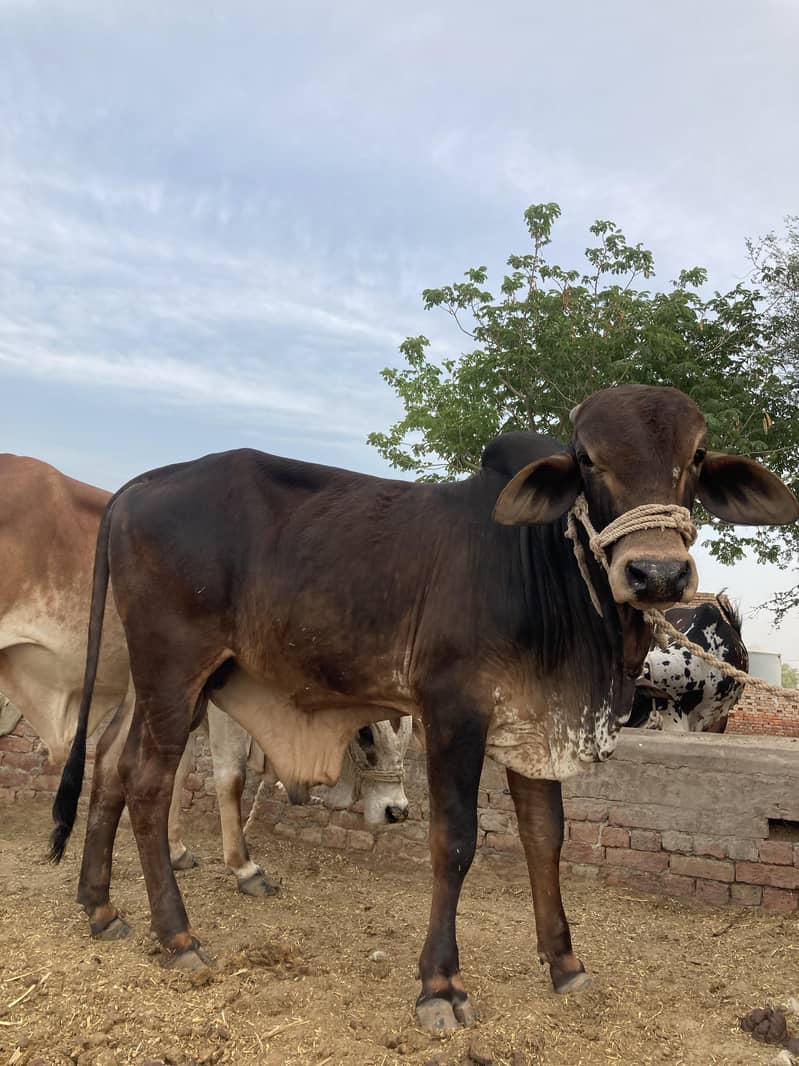 03416656136 ماشاءاللہ! خالص چولستانی قربانی کے بیل — دیسی خوراک، 9