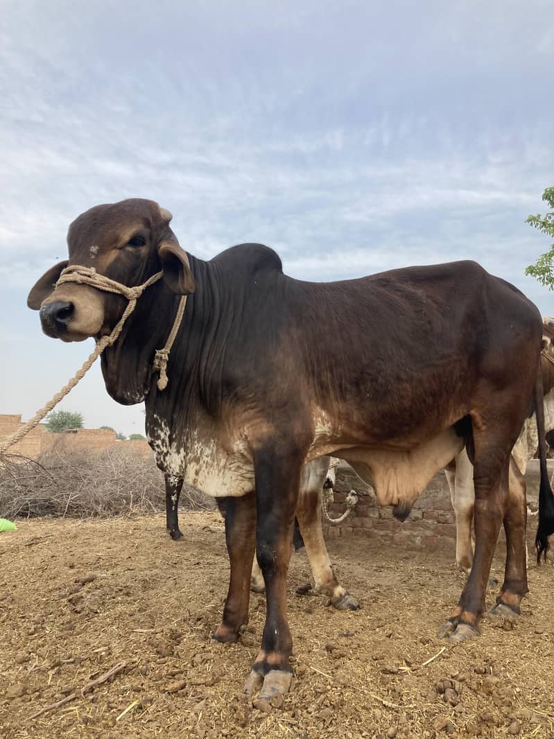 03416656136 ماشاءاللہ! خالص چولستانی قربانی کے بیل — دیسی خوراک، 10