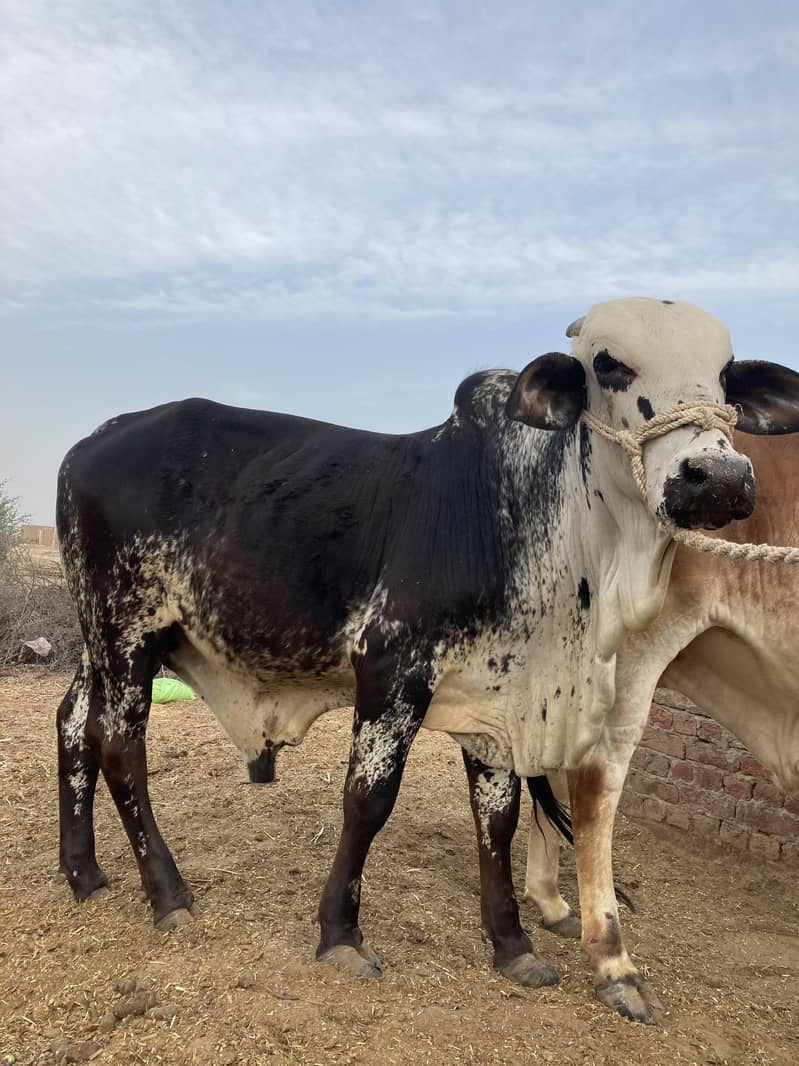 03416656136 ماشاءاللہ! خالص چولستانی قربانی کے بیل — دیسی خوراک، 11
