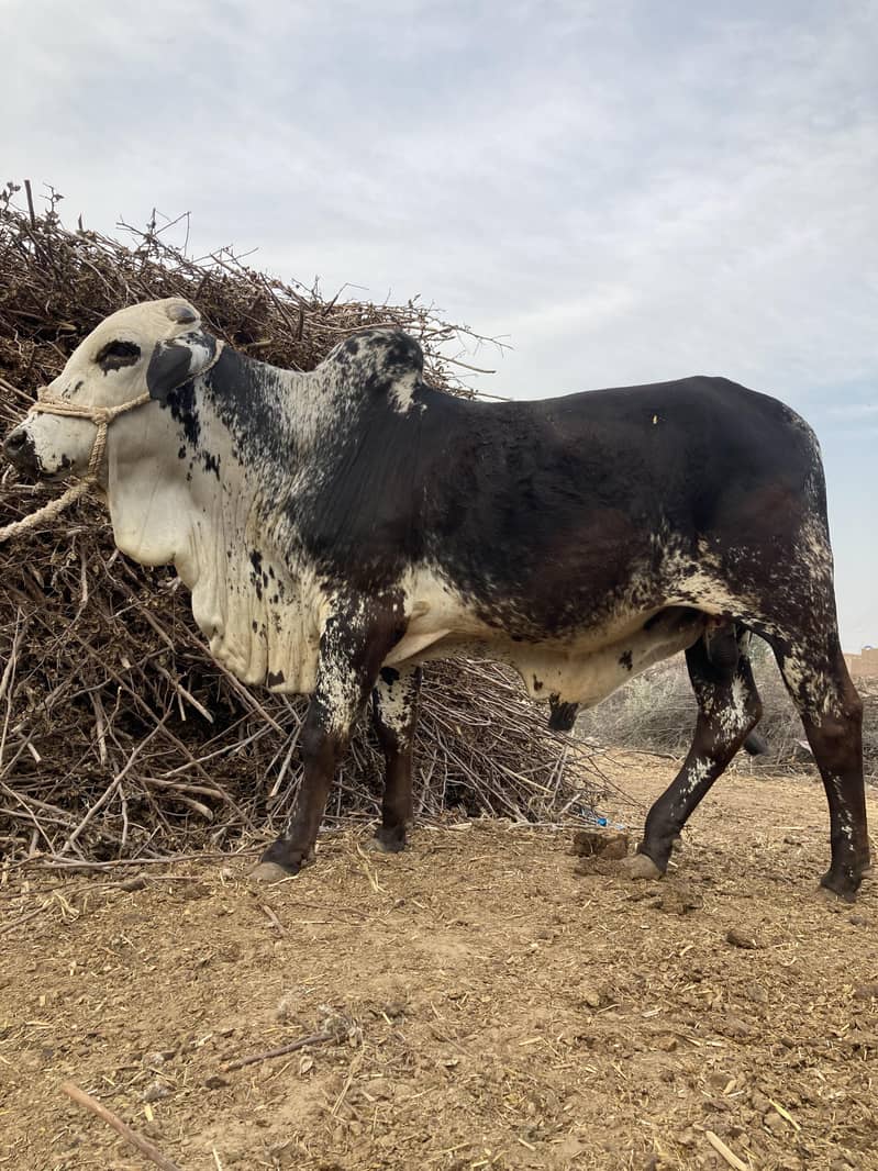 03416656136 ماشاءاللہ! خالص چولستانی قربانی کے بیل — دیسی خوراک، 12