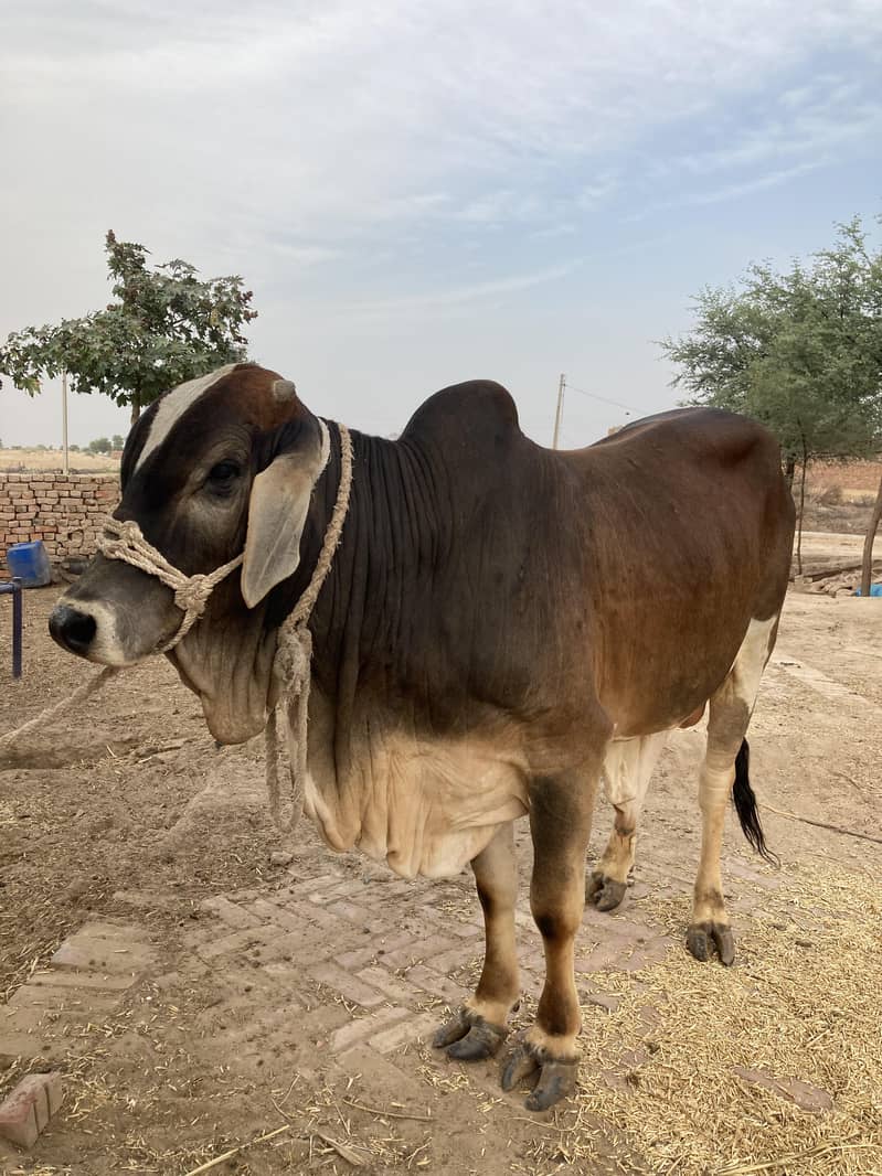 03416656136 ماشاءاللہ! خالص چولستانی قربانی کے بیل — دیسی خوراک، 15