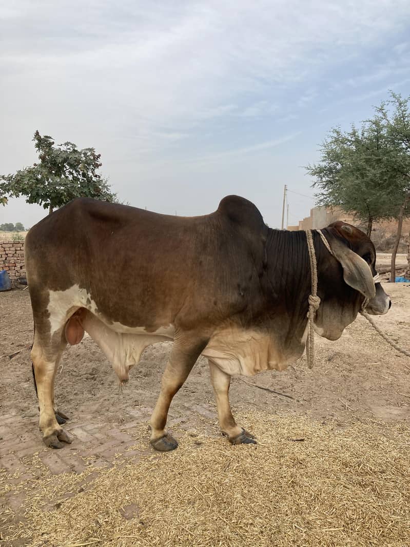 03416656136 ماشاءاللہ! خالص چولستانی قربانی کے بیل — دیسی خوراک، 16