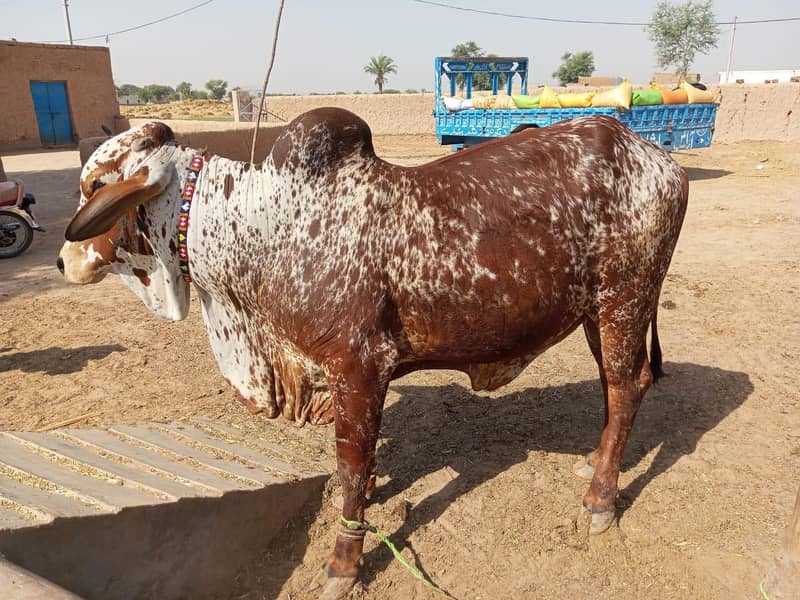03416656136 ماشاءاللہ! خالص چولستانی قربانی کے بیل — دیسی خوراک، 17