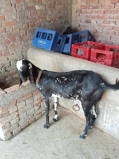 Gaban bakri ghr ki dogli betal 03076109536