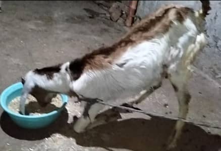 Desi Bakra 5month age 03324262191