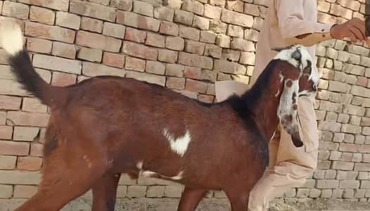 Qurbani ke liye Bakra For Sale _+03228068418