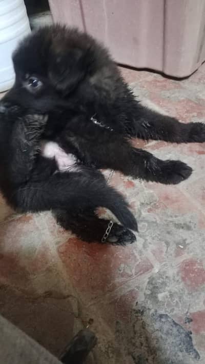 pedigree black shepherd puppy for urgent sale