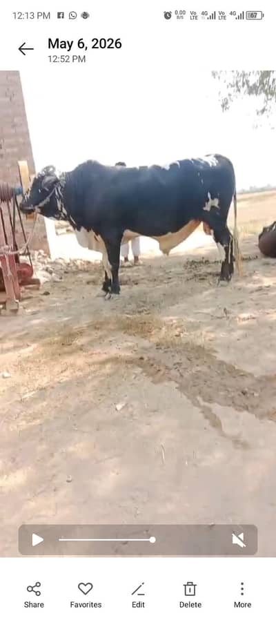 قربانی کے لیے for sale