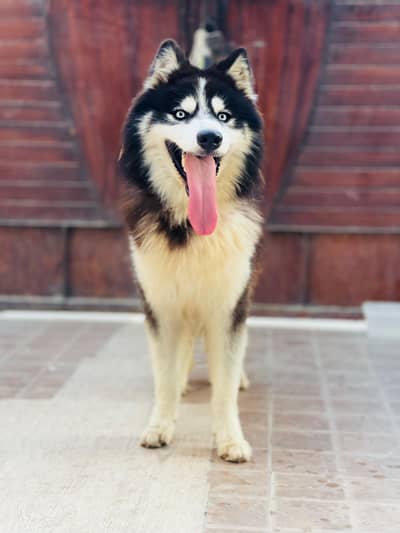 pure siberian husky