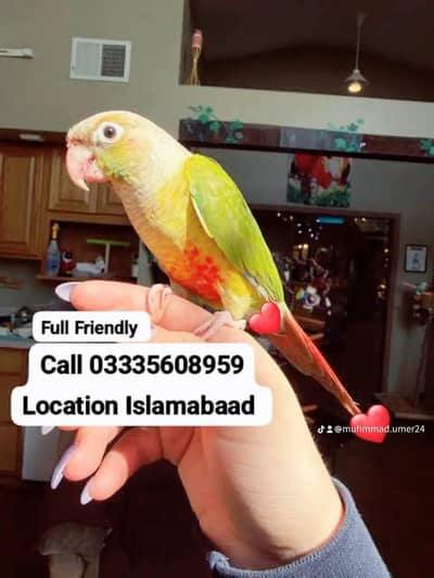 Hand Tamed Full Friendly Beautiful Conore Green Parrot