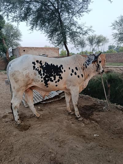 Beautiful Cholistani Cross Bull for Qurbani