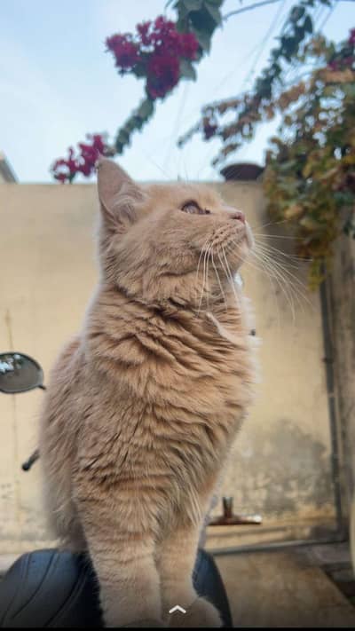 persian cat