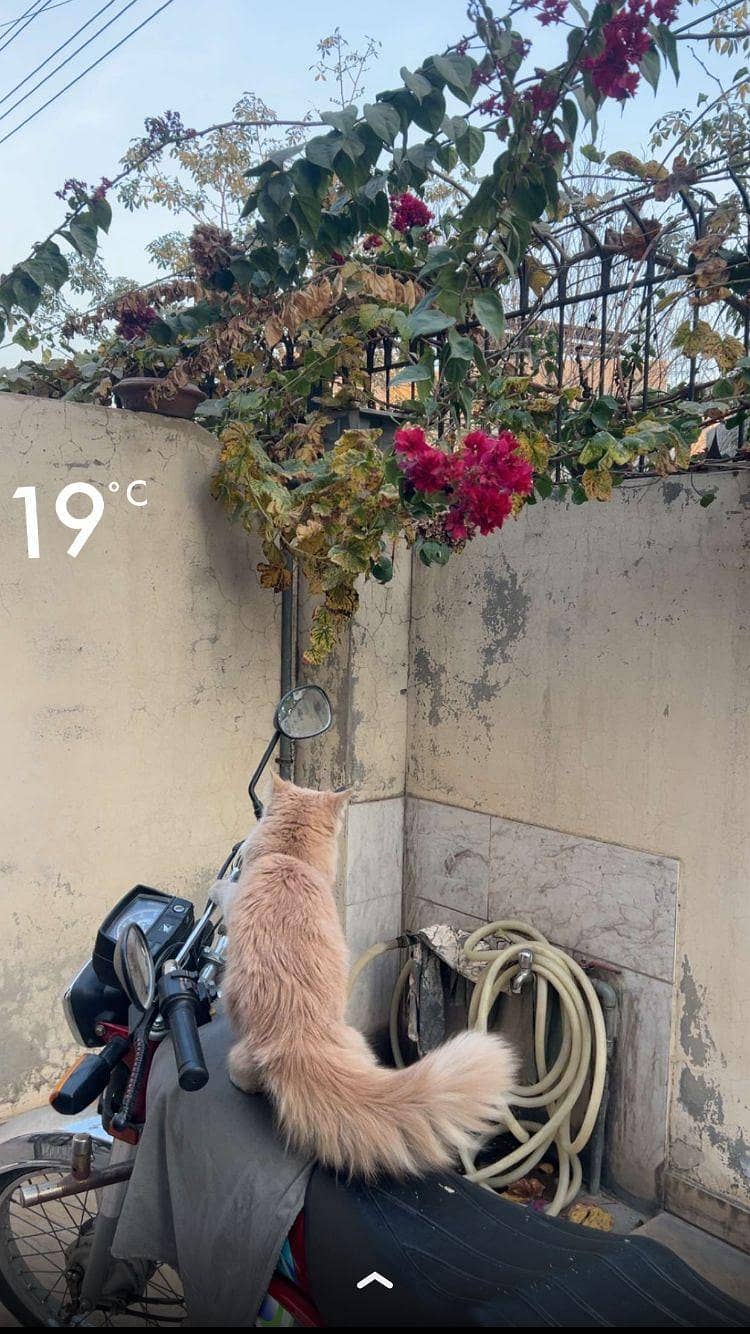 persian cat 1