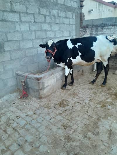 cow for sale