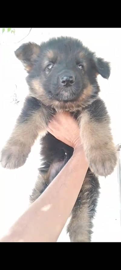 German shepherd male puppy