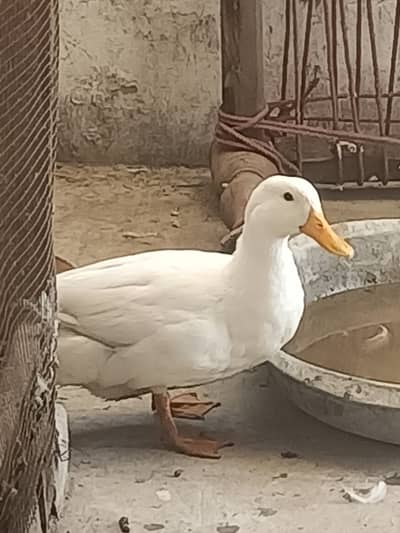 Pure White Duck