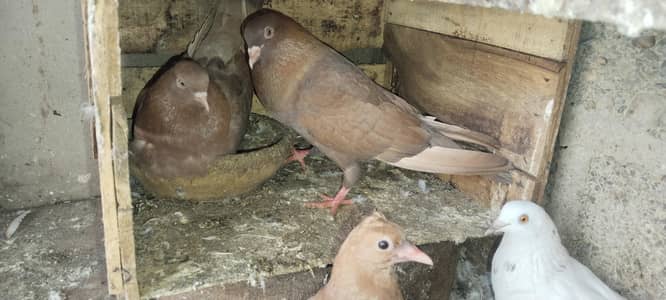 Indian Pigeon