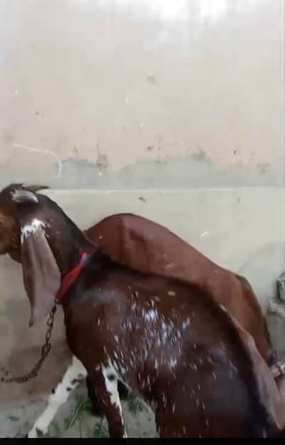 Brown color jori