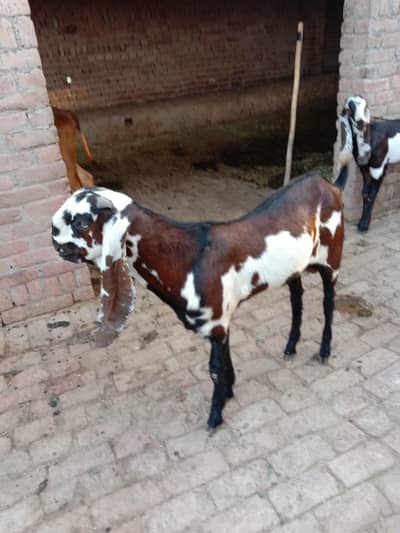 for sale