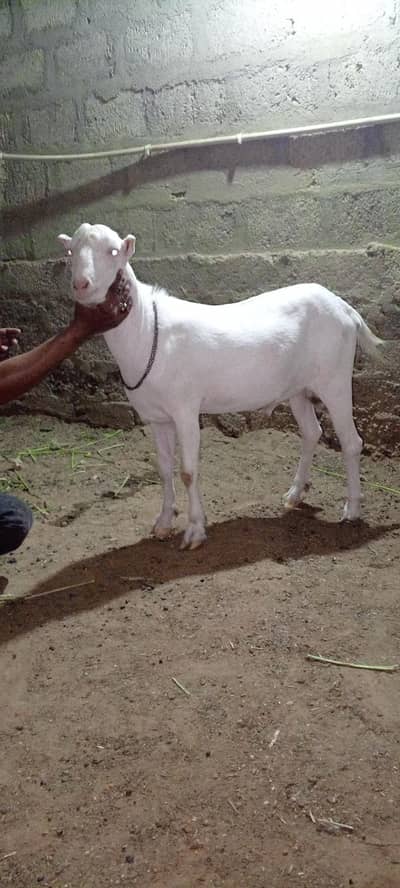 2 danth gulabi tedda for qurbani 2026