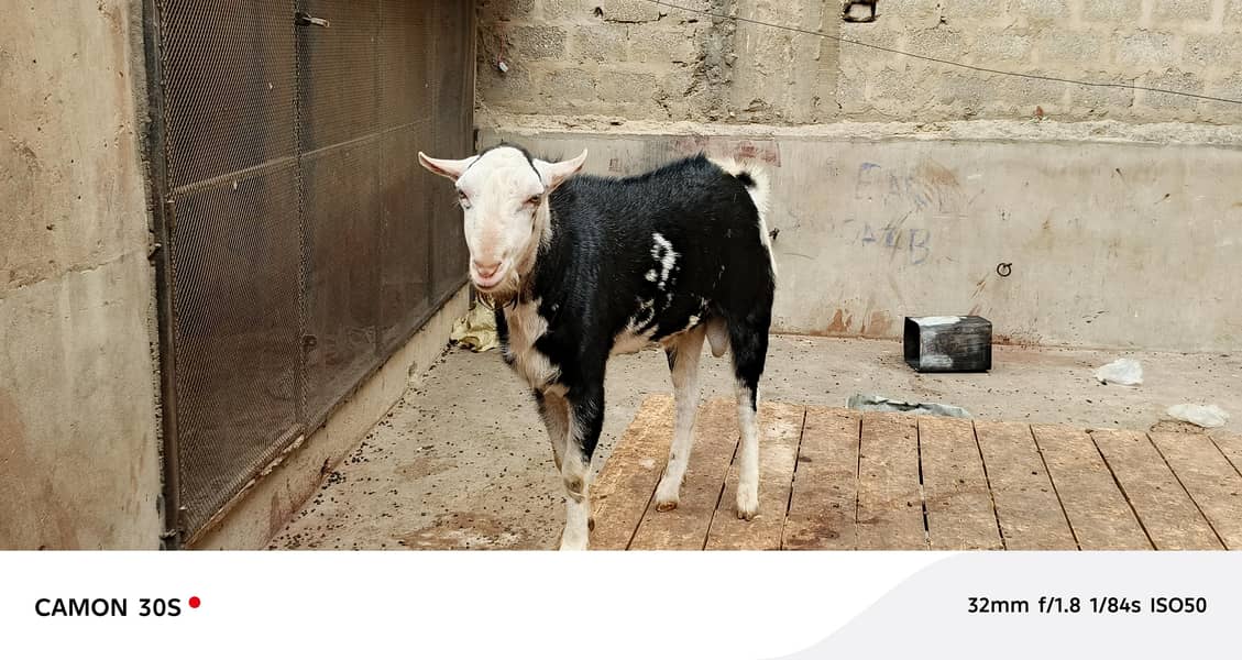 Teddy bakra 0