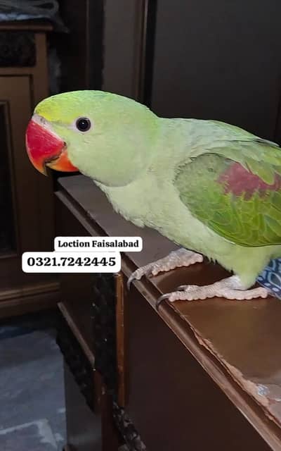 Semi tamed Raw Male baby