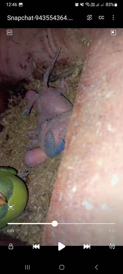 Pahari Chicks Healthy And Active