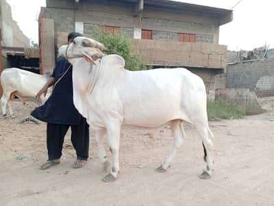 COW , BELL , PANJAB SINDH