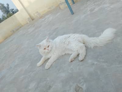 Male cat available for Matting Heavy Stud male