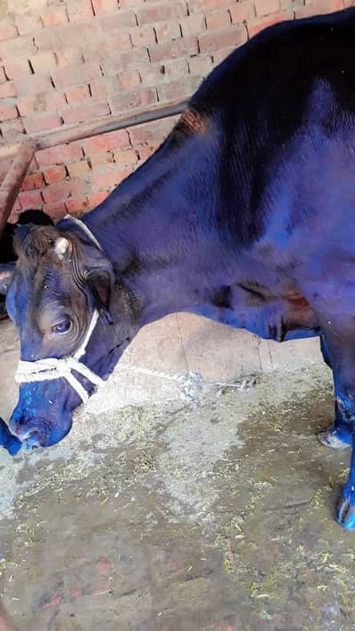bachari for sale in qurbani
