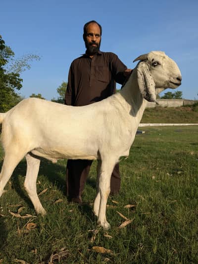 2 white Bakray for Qurbani | Khasi bakray | Rajanpoori