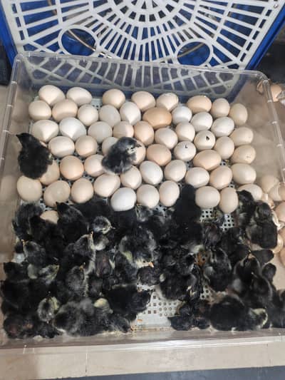 Black Australorp chicks