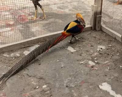 Red golden Bird