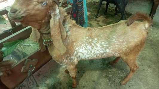 2 dant Bakra for sell