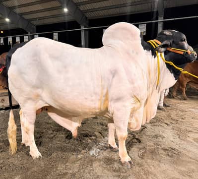 Sheikh Cattle farm big size bulls