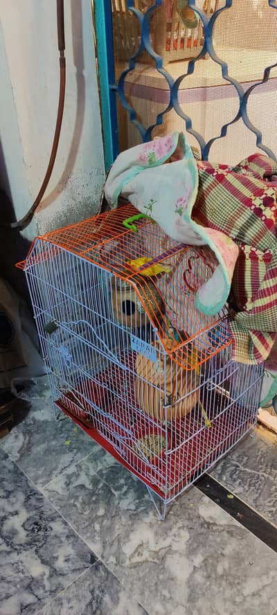 3astairlian + 1 love bird