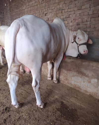 Qurbani 2026 | White Cholistani Bull 580kg | Multan
