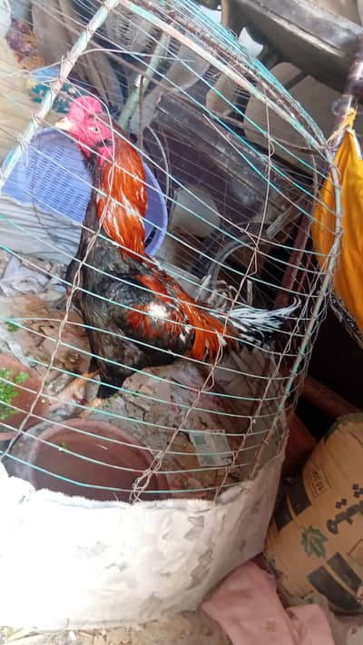 is pear ky egg for sale