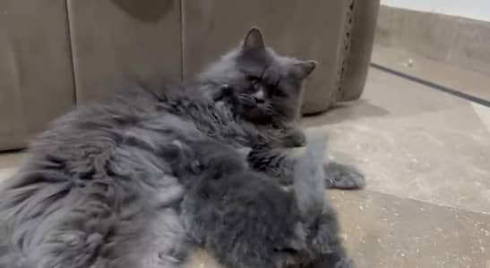 Female Cat available  ( +92 322 5625576 )
