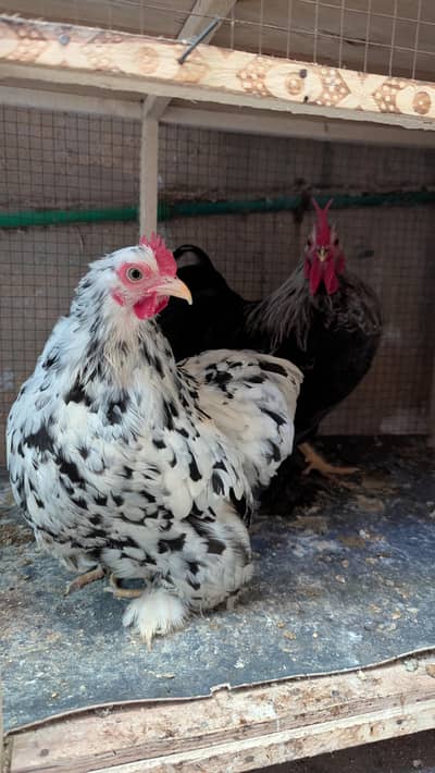 bantam pair