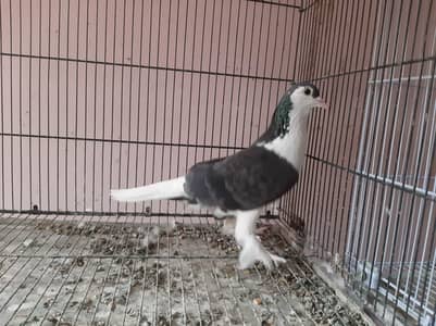 Sherazi Pigeons for sale