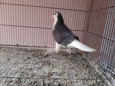 Sherazi Pigeons for sale