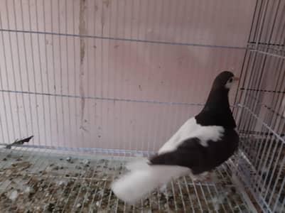 Sherazi Pigeons for sale